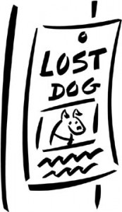 dog lost