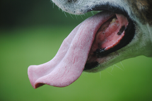 49 Violet Tongue Dog Breeds √ 12 STUNNING Facts about Dog Tongue. How
