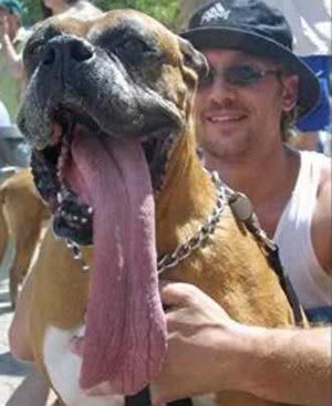 DOG TONGUE