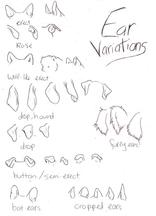 DOG PUPPY EARS VARIATIONS