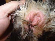 Cleaning dog's ears - CHRONIC INFLAMATION, MOIST and DEBRIS