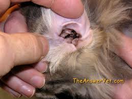 Cleaning dog's ears - MITES in EAR