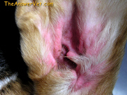 Cleaning dog's ears - REDNESS & INFLAMATION