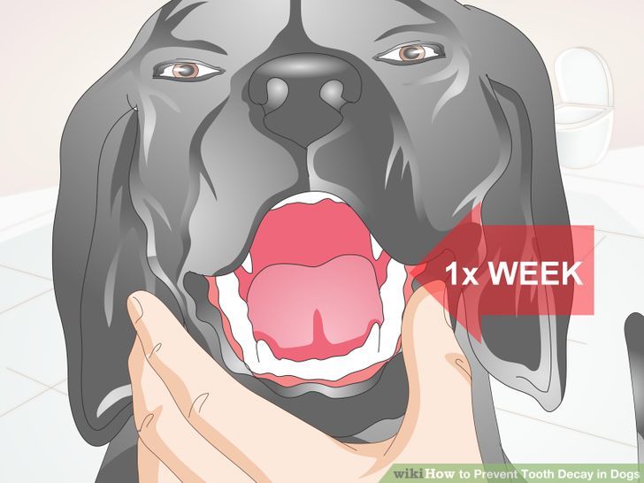 HOW TO PREVENT PLAQUE, TARTAR & DECAY ON DOGS TEETH