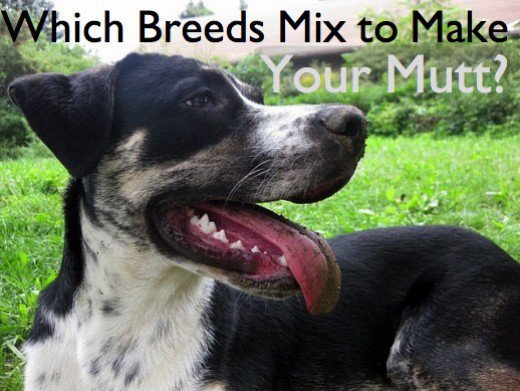 MIXED CROSSED-BREED DOGS, MUTTS