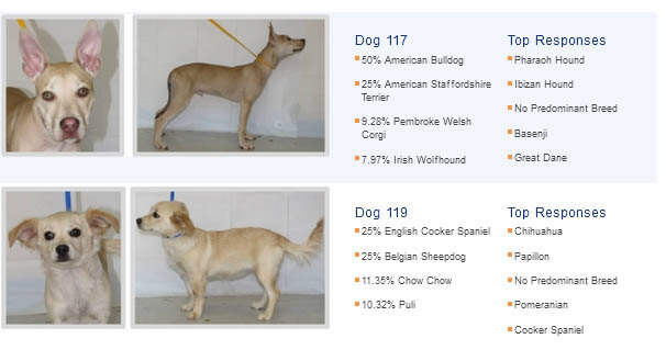 DNA TEST for MIXED CROSSED BREED DOGS