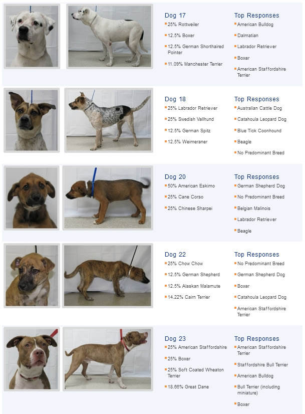 MIXED CROSSED BREED DOGS