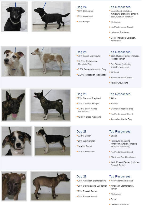 DNA TEST for MIXED CROSSED BREED DOGS