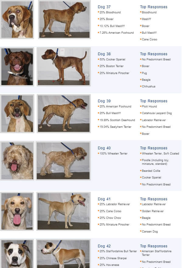 CROSSED BREED DOGS RESULTS - (c) by SHELTER MEDICINE