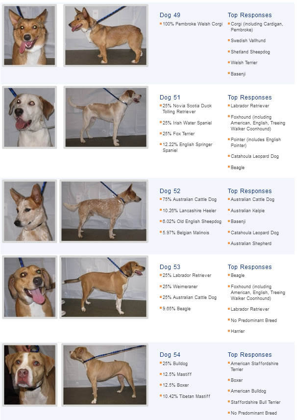 MIXED CROSSED BREED DOGS