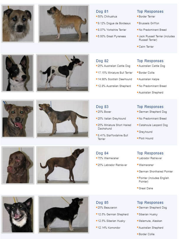 BREED DOGS RESULTS