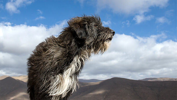 DESIGNER MIXED BREED DOGS