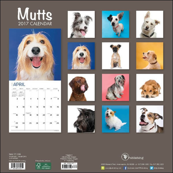 Dog Calendars Puppy Calendars Home Desk Wall Eye Catching DOGICA 