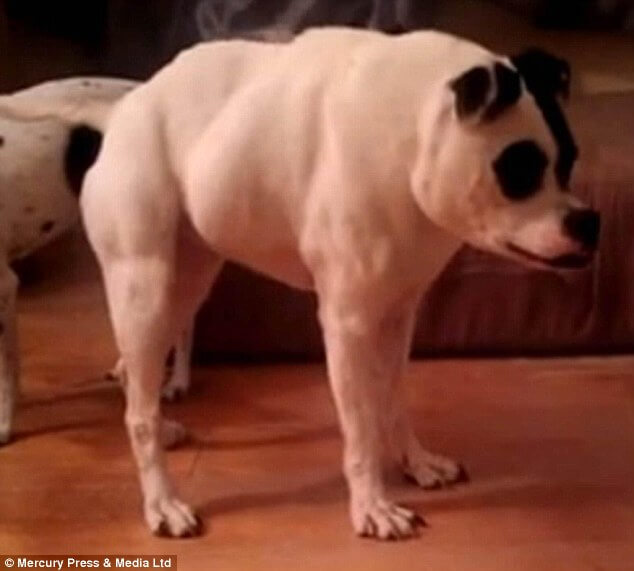 Ugliest Quasimodo Dog of 2015 Video, Photo