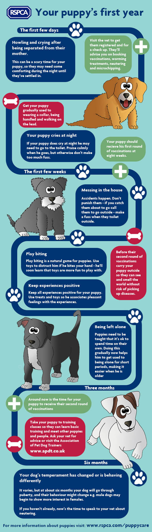 RSPCA's PUPPY FIRST YEAR TIPS - INFOGRAPHICS, PRESS TO SEE IN FULL SIZE!