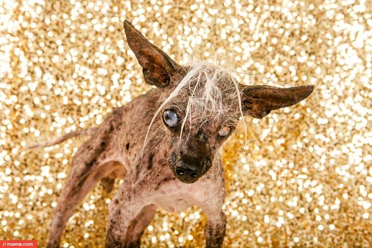 Quasimode Dogs Adopt Youtube Videos, Quasi Dog, German Shepherd