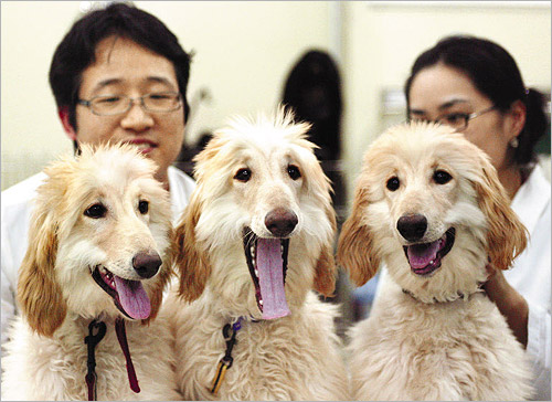 This photo is courtesy of Jang Goo Lee Byu - The First cloned Dog - Snuppy - History of Dog Cloning