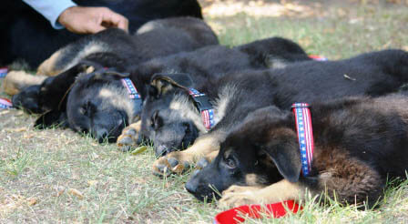 Trakr - CLONED K9 RESCUE & SEARCH DOG