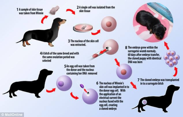 The History of Dog Cloning Infogram - Infographics