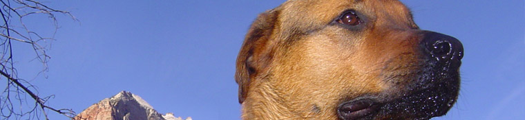 WWW.OHMIDOG.COM