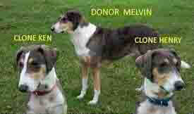 Dog Clone, Clone of the Dog, cloned Puppy and Dog