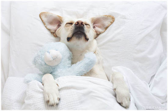 Dog Dreams, Do dogs dream? Dog Dreams Inn and Video, DOG SLEEP & DREAMS