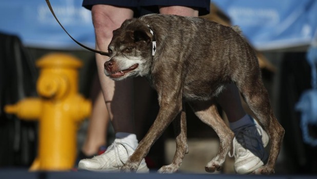 This Photo (c) by Noah Berger/AP - Ugliest Quasimodo Dog of 2016 Video, Photo