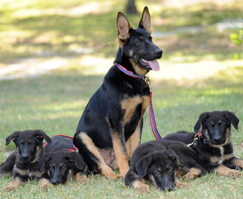 Trakr - CLONED K9 RESCUE & SEARCH DOG