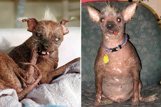 Ugliest Quasimodo Dog of 2015 Video, Photo