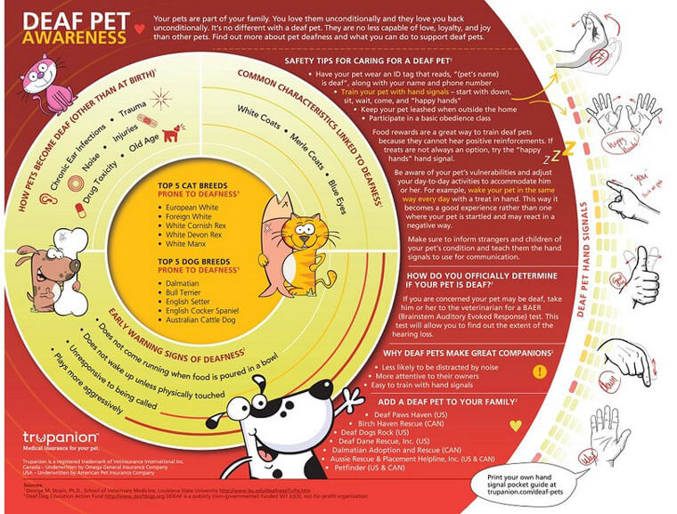 DEAF DOG and PUPPY, DEAFNESS in DOGS - INFOGRAM, INFOGRAPHICS - PRESS TO SEE IN FULL SIZE!!!