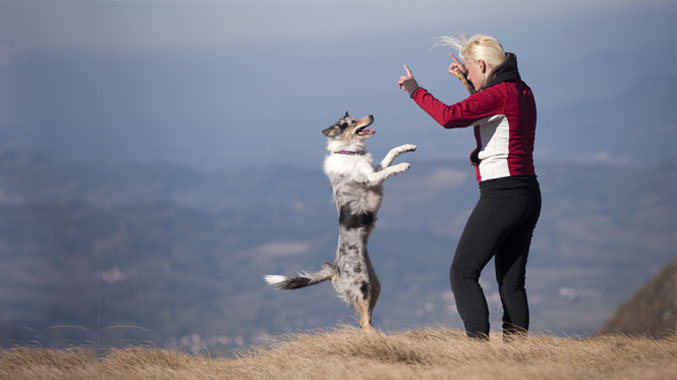 DEAF DOG and PUPPY, DEAFNESS in DOGS