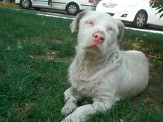 ALBINISM in VARIOUS DOG BREEEDS