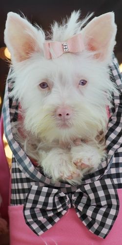 ALBINISM in VARIOUS DOG BREEEDS