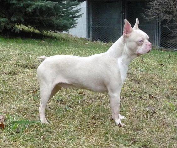 ALBINISM in VARIOUS DOG BREEEDS