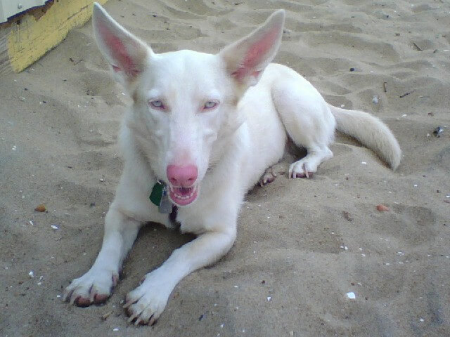 ALBINISM in VARIOUS DOG BREEEDS