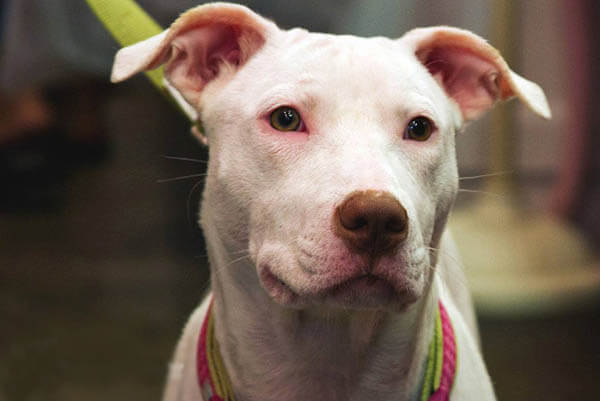 DEAFNESS in ALBINO DOGS