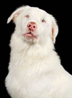 DEAF DOG and PUPPY, DEAFNESS in DOGS