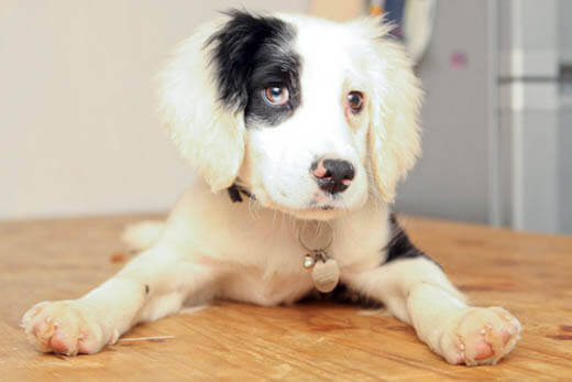 COMMUNICATION WITH DEAF DOGS - DEAFNESS in DOGS and PUPPIES