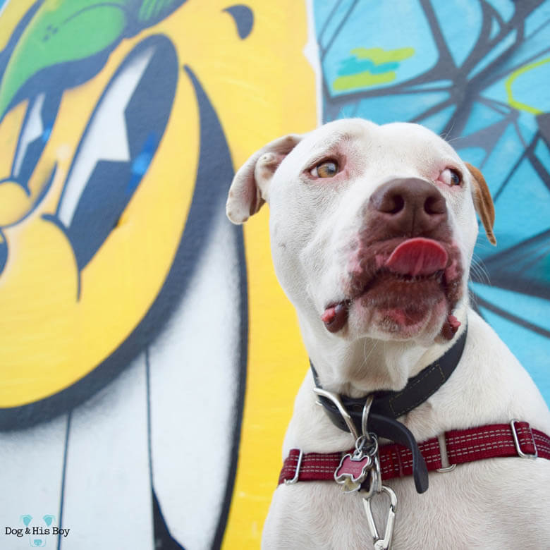 DEAF DOG and PUPPY CALENDARS