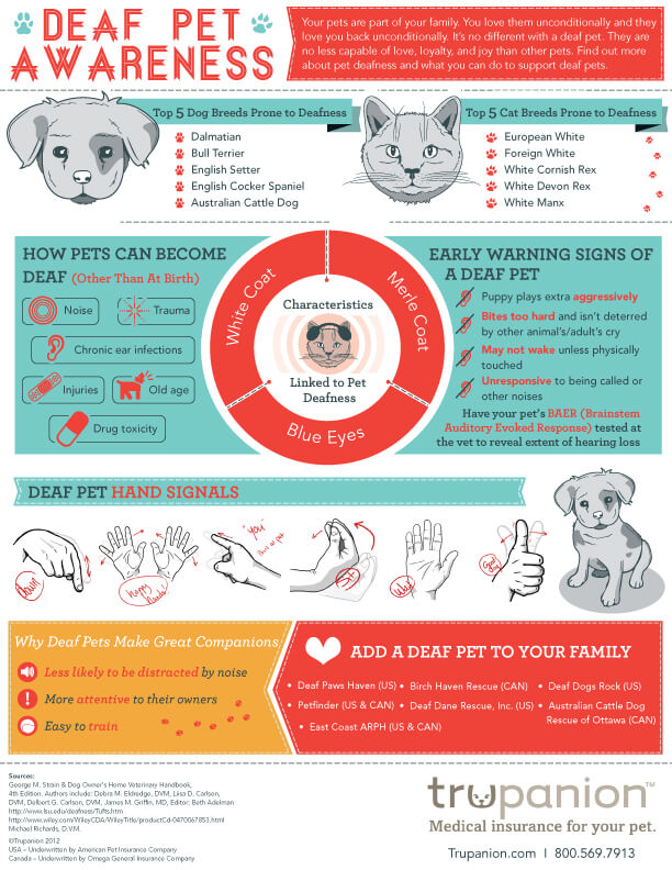 DEAF DOG and PUPPY, DEAFNESS in DOGS - INFOGRAM, INFOGRAPHICS - PRESS TO SEE IN FULL SIZE!!!