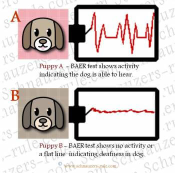 DEAF DOG and PUPPY, DEAFNESS in DOGS