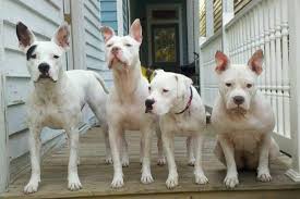 ALBINO DEAF DOGS and PUPPY, DEAFNESS in DOGS