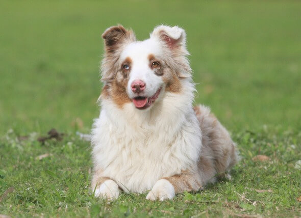 DEAF DOG and PUPPY, DEAFNESS in DOGS