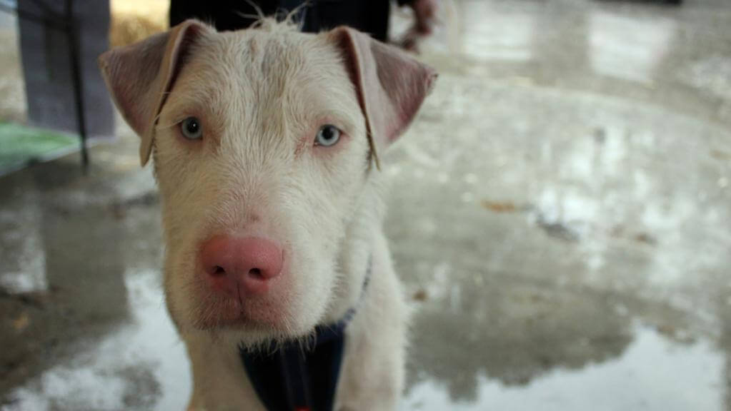 BOOKS ABOUT DEAF DOGS and PUPPY, INFORMATION, TIPS, CARE