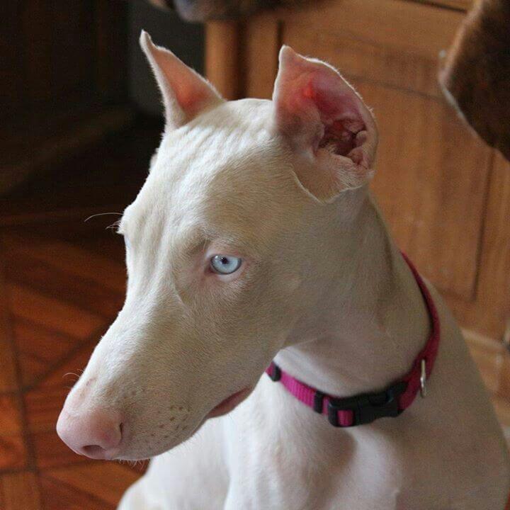 ALBINO DOBERMAN DOG