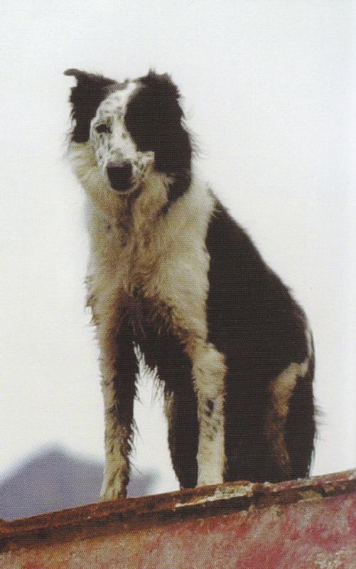 COWBOY - this photo (c) by Dog Heroes of September 11th. Kennel Club Books