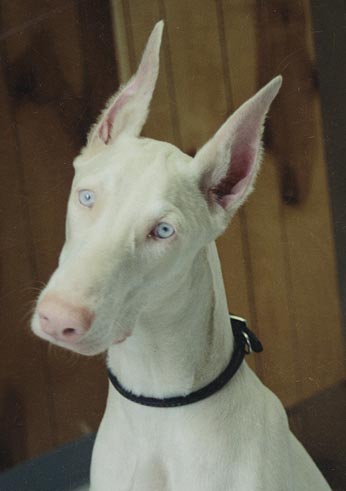 Dog and Puppy Ear