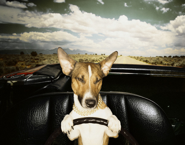 DOG IN CAR PHOTOS