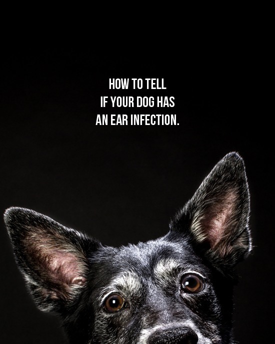 DOG EAR INFECTION