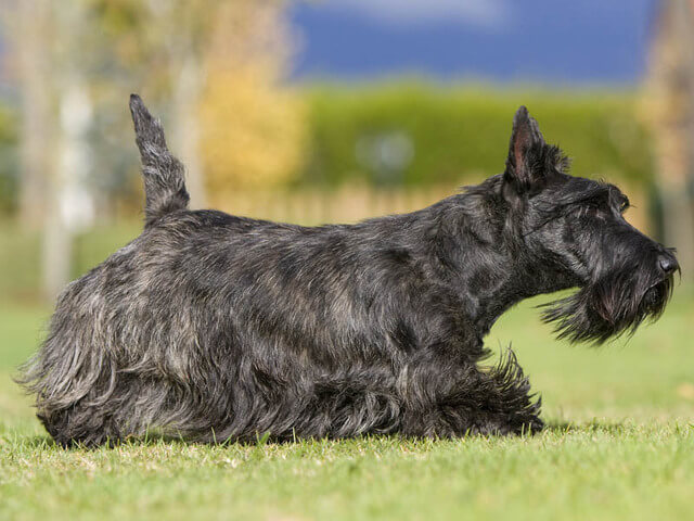 The 15 Dog breeds with best sense of smell